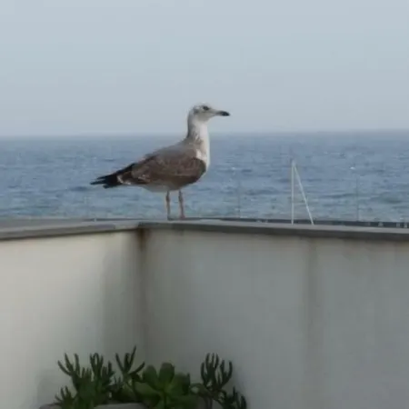 Beachfront Penthouse With Panoramic Ocean-View Terrace Vip Baia Apartment Machico (Madeira)